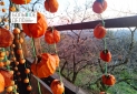 Изображение WhatsApp 2025-12-02 в 12.14.58_8e73b227