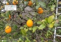 IMG_20241230_121931